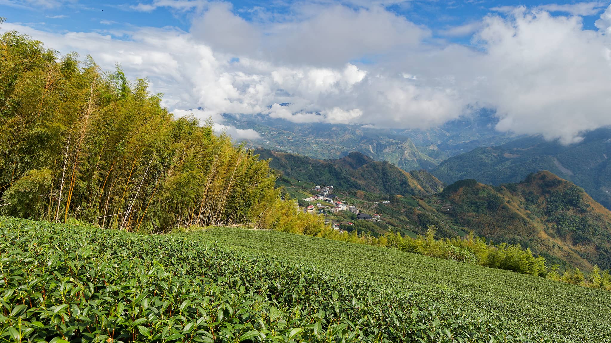 05 - Alishan (6).jpg